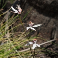 Caladenia moschata (Musky caps) at Cotter River, ACT - 22 Dec 2021 by JohnBundock