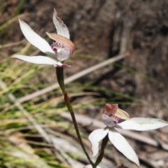 Caladenia moschata at Cotter River, ACT - suppressed