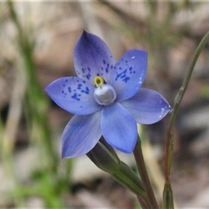 Thelymitra simulata at Cotter River, ACT - 22 Dec 2021