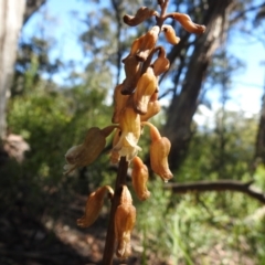 Gastrodia sp. (Potato Orchid) at Cotter River, ACT - 22 Dec 2021 by JohnBundock