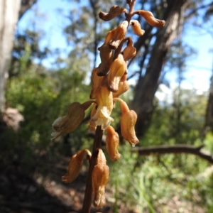 Gastrodia sp. at Cotter River, ACT - 22 Dec 2021