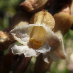 Gastrodia sp. at Cotter River, ACT - 22 Dec 2021