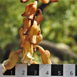 Gastrodia sp. at Cotter River, ACT - 22 Dec 2021