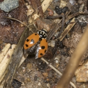 Hippodamia variegata at Higgins, ACT - 19 Dec 2021