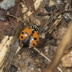 Hippodamia variegata (Spotted Amber Ladybird) at Higgins, ACT - 18 Dec 2021 by AlisonMilton