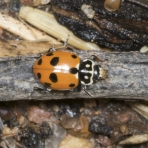 Hippodamia variegata at Higgins, ACT - 19 Dec 2021