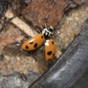 Hippodamia variegata at Higgins, ACT - 19 Dec 2021