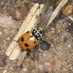 Hippodamia variegata at Higgins, ACT - 19 Dec 2021