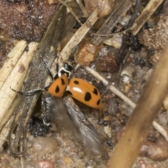 Hippodamia variegata at Higgins, ACT - 19 Dec 2021