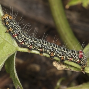 Phalaenoides glycinae at Higgins, ACT - 19 Dec 2021