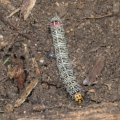 Phalaenoides glycinae at Higgins, ACT - 19 Dec 2021