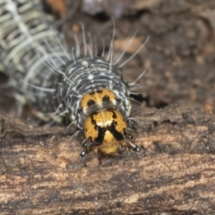 Phalaenoides glycinae at Higgins, ACT - 19 Dec 2021