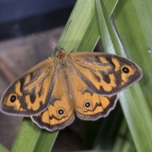 Heteronympha merope at Higgins, ACT - 20 Dec 2021