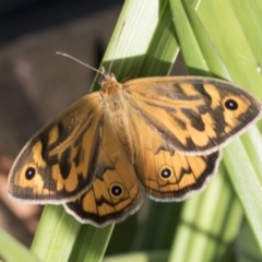 Heteronympha merope at Higgins, ACT - 20 Dec 2021 06:14 AM