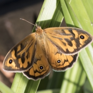 Heteronympha merope at Higgins, ACT - 20 Dec 2021 06:14 AM