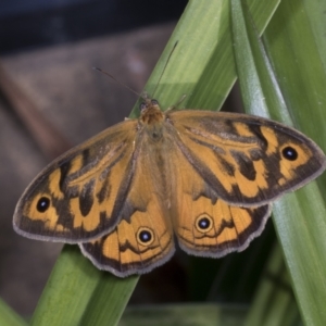 Heteronympha merope at Higgins, ACT - 20 Dec 2021