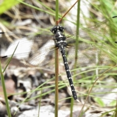 Eusynthemis guttata (Southern Tigertail) at Cotter River, ACT - 22 Dec 2021 by JohnBundock