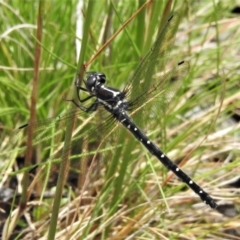 Eusynthemis guttata at Cotter River, ACT - 22 Dec 2021 12:45 PM