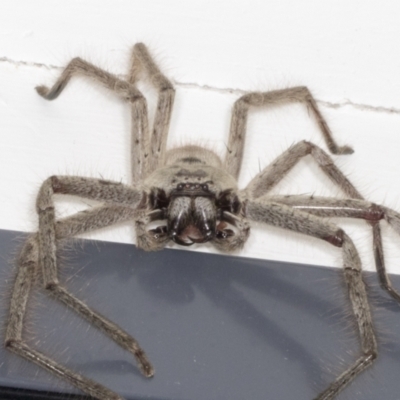 Isopeda canberrana (Canberra Huntsman Spider) at Higgins, ACT - 20 Dec 2021 by AlisonMilton