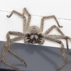 Isopeda canberrana (Canberra Huntsman Spider) at Higgins, ACT - 20 Dec 2021 by AlisonMilton