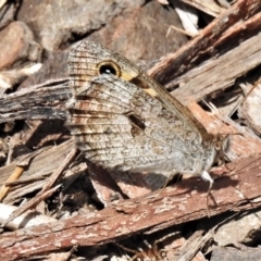 Geitoneura klugii (Klug's Xenica / Marbled Xenica) at Cotter River, ACT - 22 Dec 2021 by JohnBundock