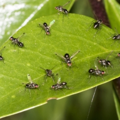 Parapalaeosepsis plebeia (Ant fly) at Higgins, ACT - 21 Dec 2021 by AlisonMilton