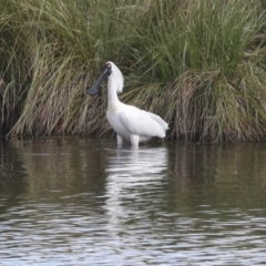 Platalea regia (Royal Spoonbill) at West Belconnen Pond - 6 Dec 2021 by AlisonMilton