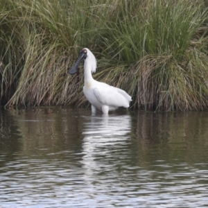 Platalea regia at Dunlop, ACT - 7 Dec 2021 10:15 AM