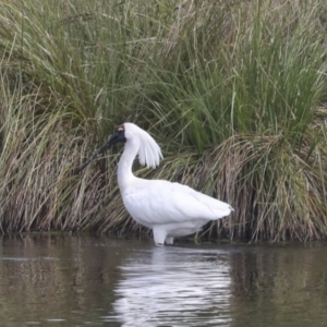 Platalea regia at Dunlop, ACT - 7 Dec 2021 10:15 AM