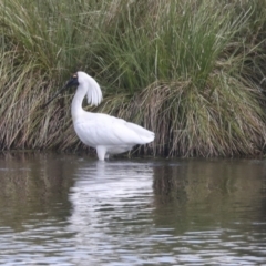 Platalea regia at Dunlop, ACT - 7 Dec 2021 10:15 AM