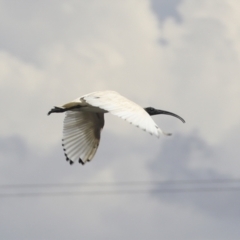 Threskiornis molucca (Australian White Ibis) at Dunlop, ACT - 6 Dec 2021 by AlisonMilton