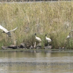 Threskiornis molucca at Dunlop, ACT - 7 Dec 2021 10:21 AM