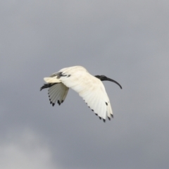 Threskiornis molucca at Dunlop, ACT - 7 Dec 2021 10:21 AM