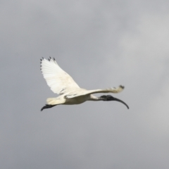 Threskiornis molucca at Dunlop, ACT - 7 Dec 2021 10:21 AM