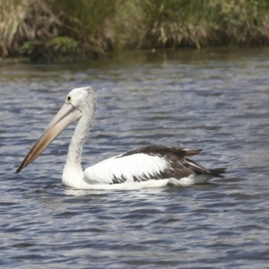 Pelecanus conspicillatus at Dunlop, ACT - 7 Dec 2021 11:27 AM