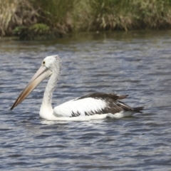 Pelecanus conspicillatus (Australian Pelican) at West Belconnen Pond - 7 Dec 2021 by AlisonMilton