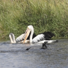 Pelecanus conspicillatus at Dunlop, ACT - 7 Dec 2021