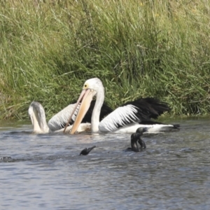 Pelecanus conspicillatus at Dunlop, ACT - 7 Dec 2021 11:27 AM