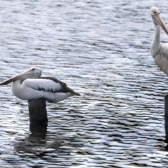 Pelecanus conspicillatus at Dunlop, ACT - 7 Dec 2021 11:27 AM