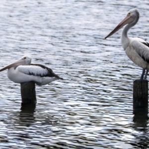 Pelecanus conspicillatus at Dunlop, ACT - 7 Dec 2021 11:27 AM