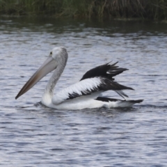 Pelecanus conspicillatus at Dunlop, ACT - 7 Dec 2021