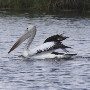 Pelecanus conspicillatus at Dunlop, ACT - 7 Dec 2021 11:27 AM