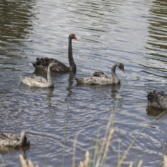 Cygnus atratus (Black Swan) at Dunlop, ACT - 7 Dec 2021 by AlisonMilton