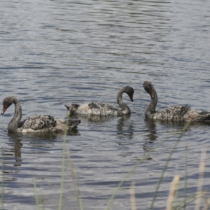 Cygnus atratus at Dunlop, ACT - 7 Dec 2021 11:04 AM