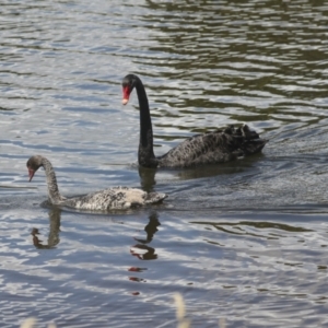 Cygnus atratus at Dunlop, ACT - 7 Dec 2021 11:04 AM