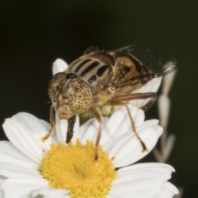 Eristalinus sp. (genus) (A Hover Fly) at Higgins, ACT - 22 Dec 2021 by AlisonMilton