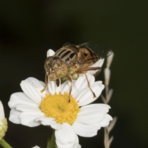 Eristalinus (genus) at Higgins, ACT - 22 Dec 2021 03:34 PM