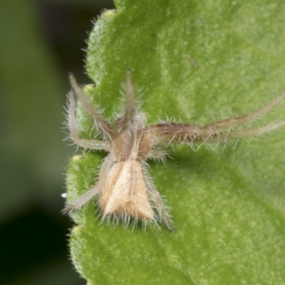 Sidymella hirsuta (Hairy crab spider) at Higgins, ACT - 21 Dec 2021 by AlisonMilton