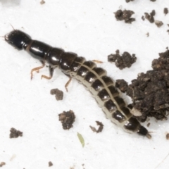 Staphylinidae (family) (Rove beetle) at Higgins, ACT - 22 Dec 2021 by AlisonMilton