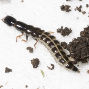 Staphylinidae (family) at Higgins, ACT - 22 Dec 2021 10:49 AM